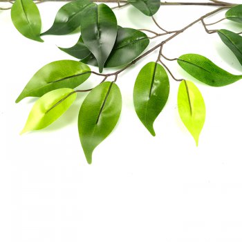 防曬榕樹(shù)葉 防曬榕樹(shù)葉